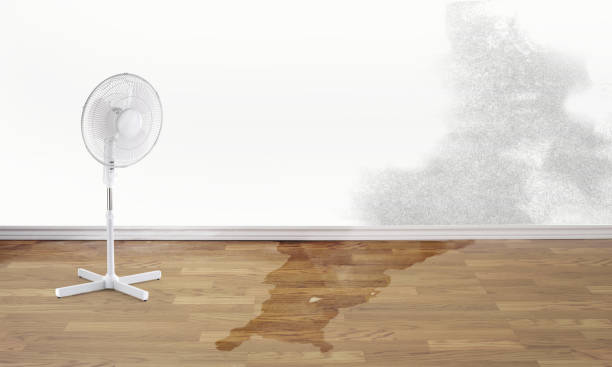 Best Mold removal after water damage  in Canby, MN