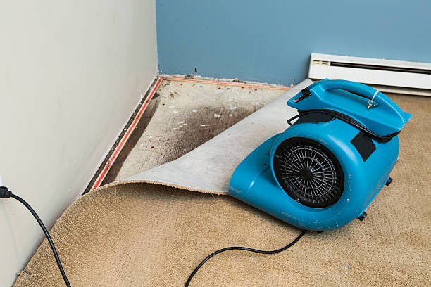 Best Water damage restoration near me  in Canby, MN